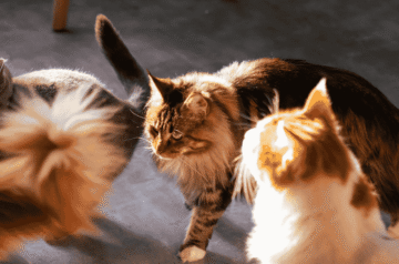 Top 5 Cat Breeds Suited for Homes in Pakistan