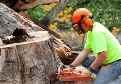 Stump Grinding Servi...