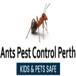 Ants Pest Control Perth