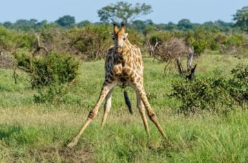 Unforgettable Safari at Masai Mara – Packages Starting Soon!