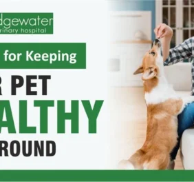 Bridgewater Veterina...