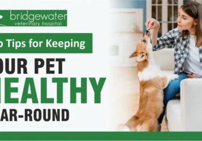 Bridgewater Veterina...