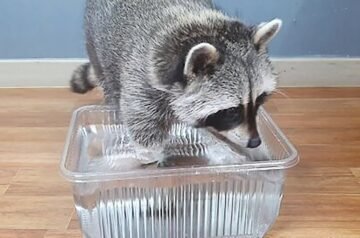 How Broadway Property Owners Can Solve Raccoon Attic Problems for Good